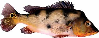 148 O Uso da Biodiversidade Aquática do no Brasil: uma avaliação com foco na pesca das ou não) escuras, sobre um fundo amarelo-oliváceo; o ventre é claro, tornando-se avermelhado em alguns peixes na
