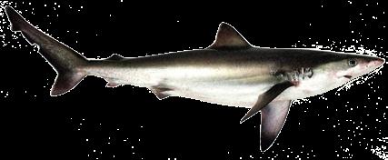 246 O Uso da Biodiversidade Aquática do no Brasil: uma avaliação com foco na pesca Um dos grandes problemas das capturas de cações e tubarões no Brasil é que o produto é desembarcado sem que ocorra a