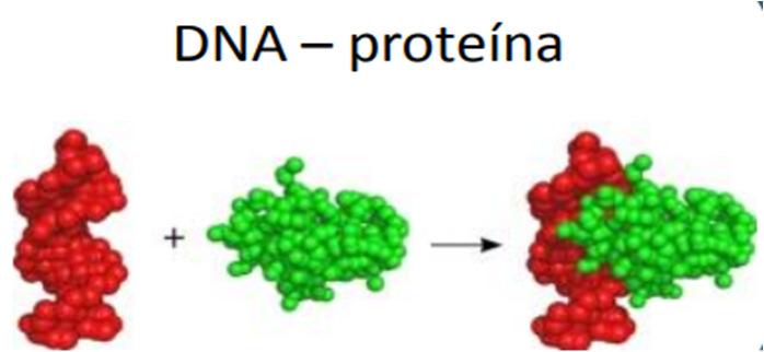 Molecular Macromolécula e