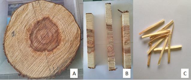 16 3.2 CARACTERIZAÇÃO MORFOLÓGICA DOS TRAQUEÍDEOS Para determinação das dimensões dos traqueídeos foram confeccionadas baguetas de 2,0 cm da distância radial, no sentido medula-casca de maior