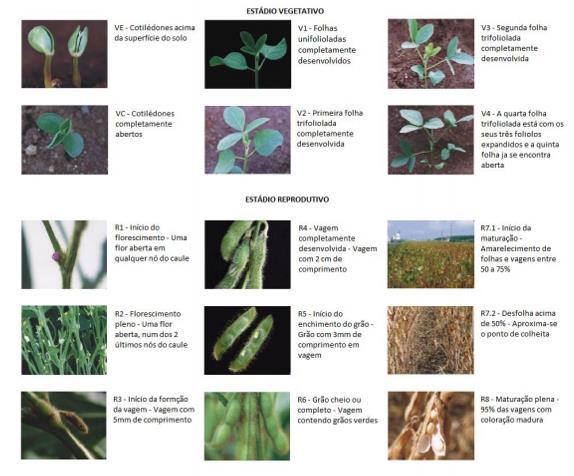 Produção de sementes de soja na entressafra ele pode-se souber qual região é mais indicada para produção de determinada cultivar de soja.