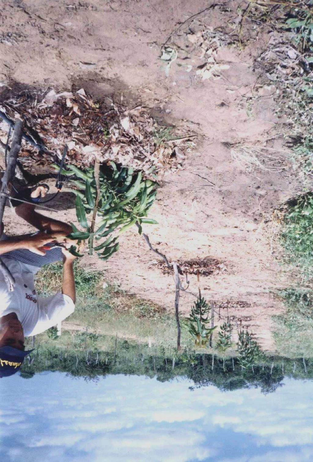 conduzir as plantas form ar estrutura de sustentação obter plantas com pactas Podas de formação