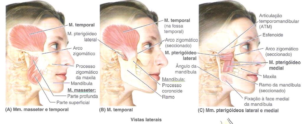 Musculatura associada Temporal