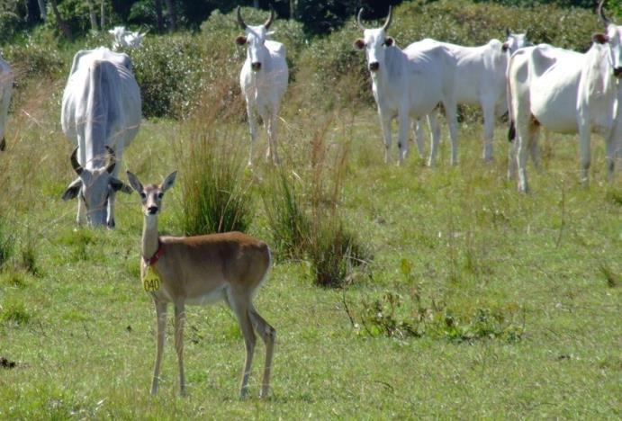 Tripanosomas salivários em ruminante silvestre Nenhum animal apresentou parasitemia patente T.