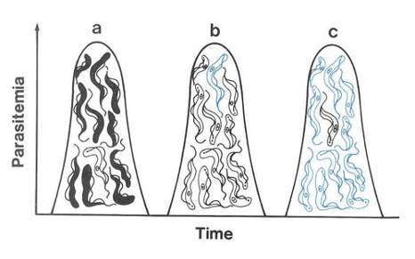 Trypanosoma evansi remissões de parasitemia 10 milhões de moléculas ancoradas em toda a superfície celular.