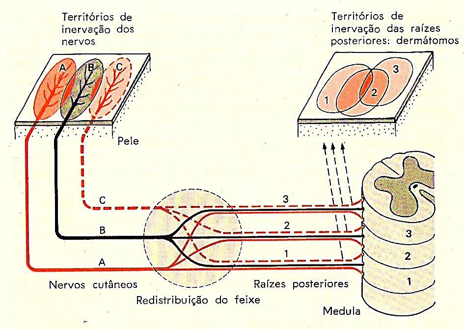 Esquema dos campos receptivos periféricos dos nervos cutâneos e dos dermátomos.