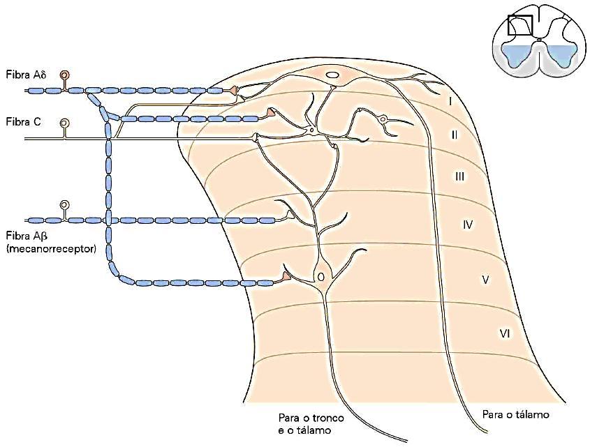 Corno dorsal da medula espinal dividido em seis camadas ou