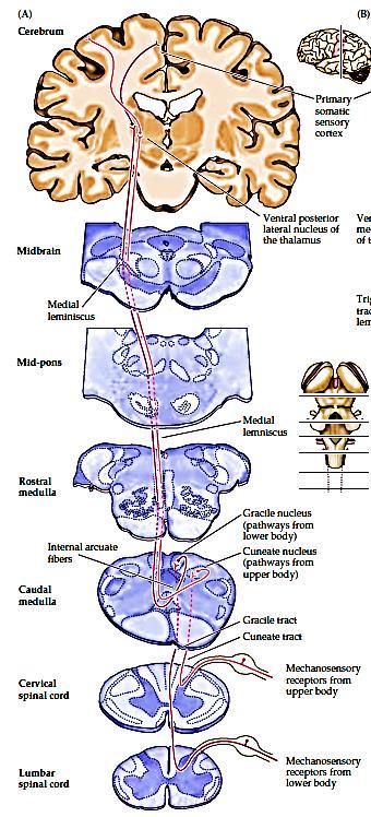 Sistema da Coluna dorsal