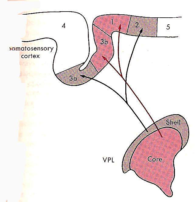 Projeções tálamo-corticais do Núcleo Ventral Posterior Lateral (VPL) para áreas do Córtex Somatossensorial Primário