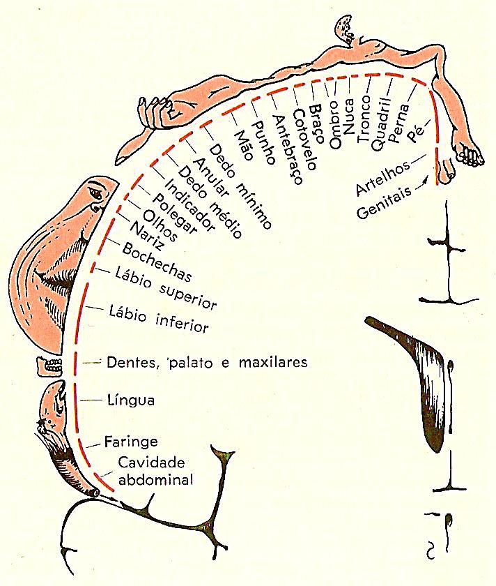 As representações corticais das partes do corpo correspondem à importância sensorial de cada