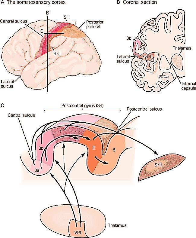 The somatic sensory cortex has three major