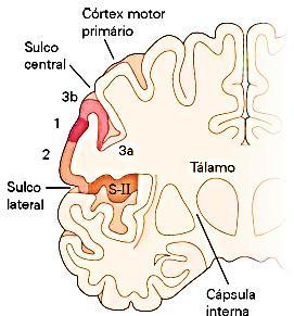 cortices and the posterior parietal cortex.