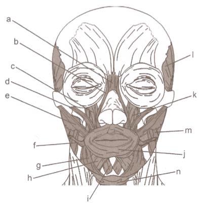57 Figura 6 Musculatura facial envolvida na produção da consoante nasal bilabial. Fonte: Marchal e Reis (2012, p. 109).