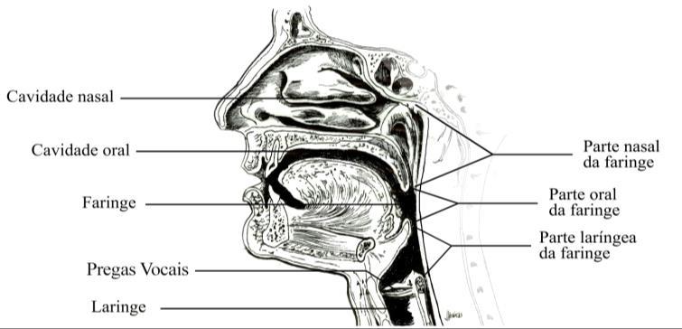62 Todos os sistemas estão intimamente atuantes e integrados na produção da nasalidade da fala.