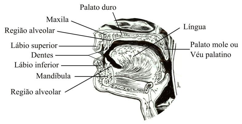64 Figura 10 Corte médio sagital do trato vocal ilustrando as estruturas da cavidade oral: mandíbula, lábio inferior, lábio superior, dentes, região alveolar, maxila, palato duro, língua e palato