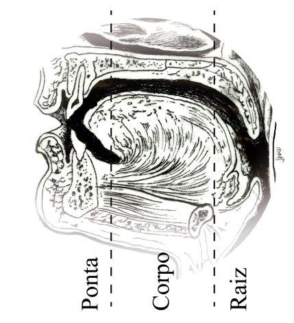 65 uma dessas regiões. As regiões articulatórias que atuam na produção das consoantes nasais são, principalmente, a ponta e o corpo (dorso).