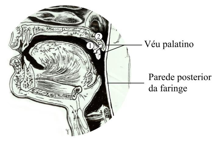 68 verticalizado ou abaixado, e quando se eleva em uma posição horizontal, separa a parte oral da parte nasal da faringe.