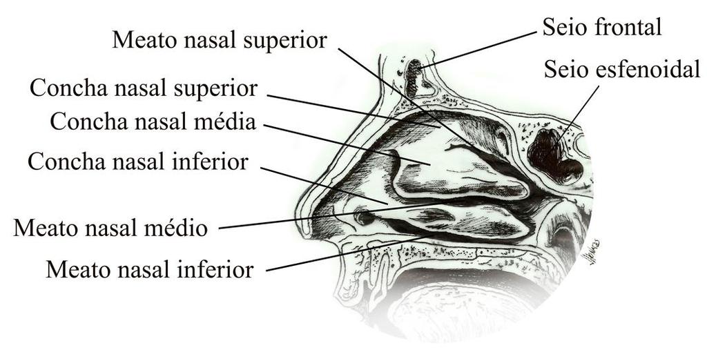 69 estreitas, mais ou menos simétricas, com forma e tamanho altamente variáveis, revestidas por mucosa e separadas pelo septo nasal (BATH- BALOGH, 2008; SEARA; NUNES; LAZZAROTTO-VOLCÃO, 2015).