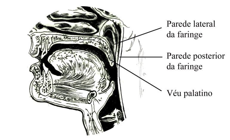 71 Figura 16 Esquema ilustrando a região do esfíncter velofaríngeo (EVF), representada pelo véu palatino, pela parede lateral direita da faringe e pela parede posterior da faringe.