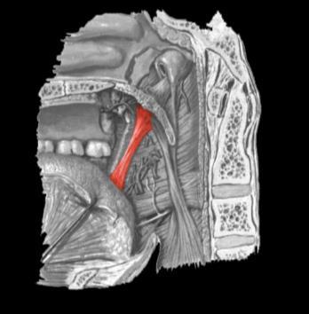 74 Figura 20 Músculo palatoglosso: a) vista medial do músculo palatoglosso direito; b) vista anterior do músculo palatoglosso esquerdo. a) b) Fonte: Prof. Dr. Francisco José de Moraes Macedo 1.