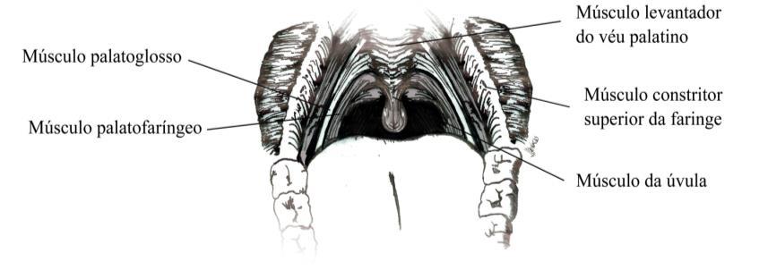75 Figura 21 Músculos do esfíncter velofaríngeo: visão anterior da cavidade oral. Fonte: Elaborada pela autora, modificada de Netter (2011).