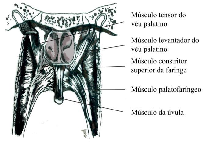 A posição adquirida pelo véu palatino durante a fala é determinada pelas forças musculares atuantes no mecanismo velofaríngeo, representadas pelas setas centrais na Figura 23.