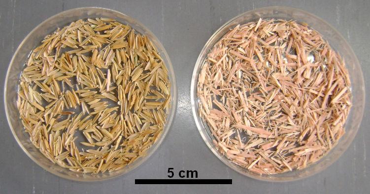 14 3 MATERIAL E MÉTODOS 3.1 Obtenção e preparo da matéria-prima Foram utilizadas partículas da madeira de Eucalyptus grandis W. Hill ex Maiden e cascas de arroz (Oryza Sativa L.) (Figura 4).