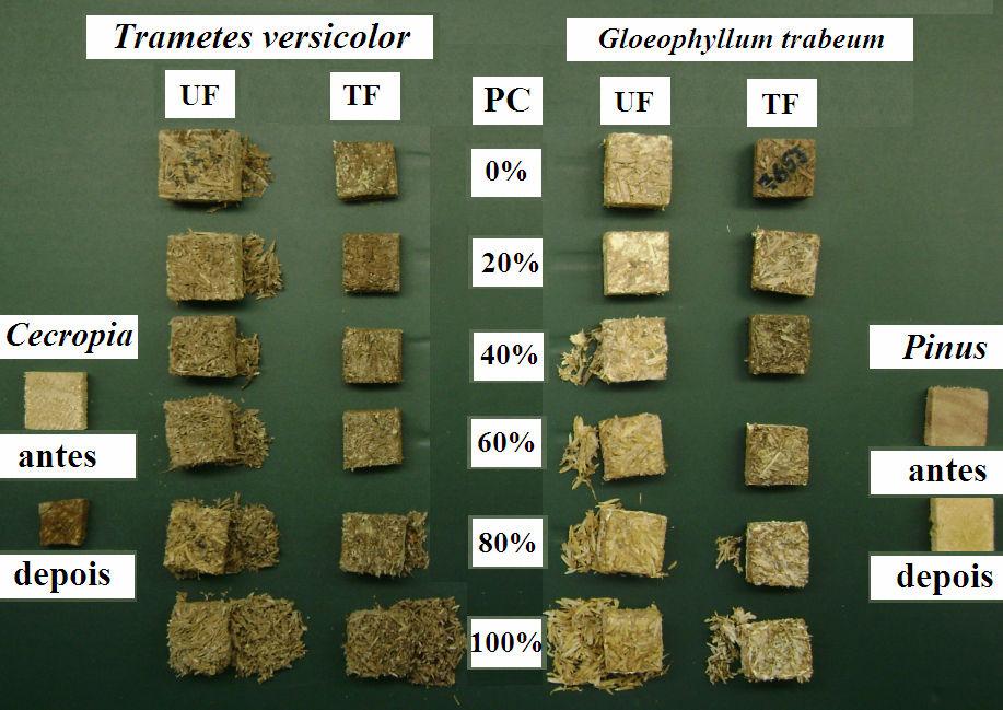 55 Figura 32. Amostras dos painéis após o término dos ensaios biológicos de resitência a fungos (UF = ureia-formaldeído; TF = tanino-formaldeído; PC = percentual de casca nos painéis).