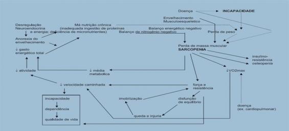 Consequências da instauração da Síndrome de fragilidade O inicio do ciclo de fragilidade não está claramente especificado.