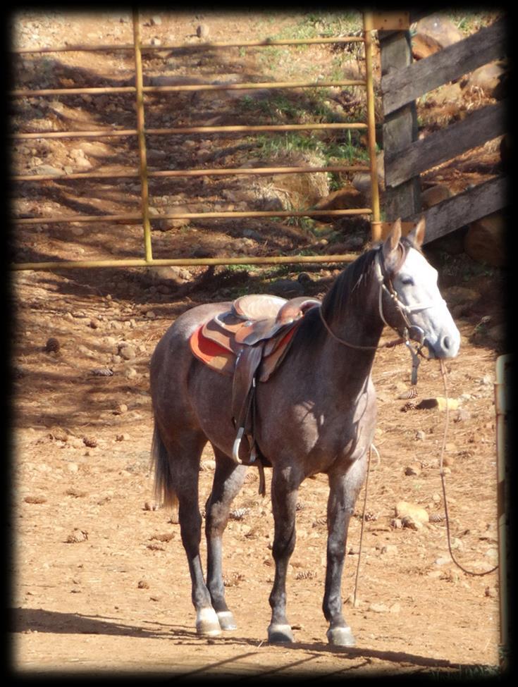 HEAVENS BOONSMAL P207369 (Heavens Blue X Maxima Boonsmal Bodee Boonsmal) Macho Tordilho 10/11/2014 Potro em inicio de doma; Seu pai, Heavens Blue, possui campanha no Laço Comprido: - Mais de 91,5pts