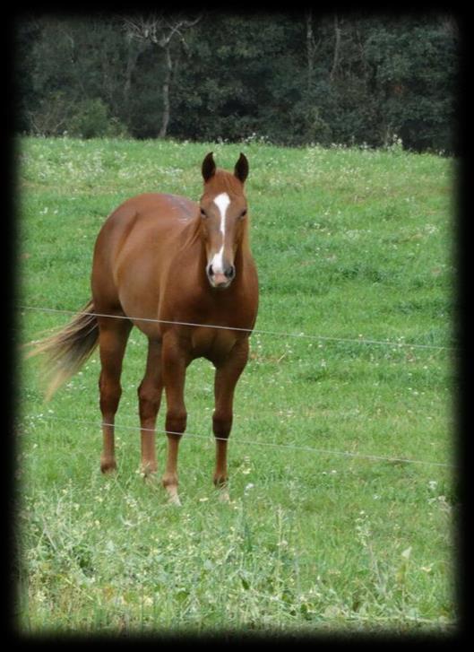 FILLY SIDE P187967 (River King Dee X Filly Nurse Smart Somebody Smart) Fêmea Alazão 02/12/2013 Vendedor: Rodolfo Rumpf Pronta pro Laço Comprido, em sua campanha na ABQM possui: - 14 pts; - Campeã da