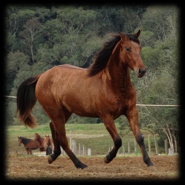 LENITTA SMART P244758 (Smart Little Lenatoo X Ornella Double Sonora`s Hickory) Fêmea Baio 07/10/2016 Neta de Smart Little Lena na pelagem baio,