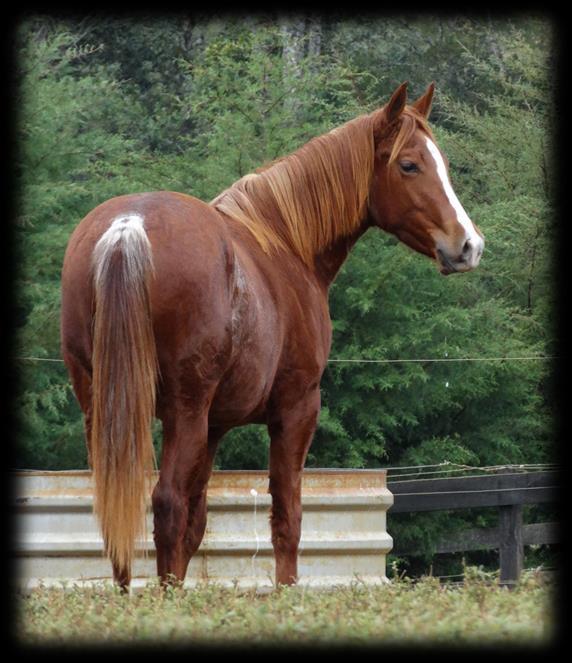 PIETRA SMART P244871 (Smart Little Lenatoo X Valentina Smart Heavens Blue) Fêmea Alazão 20/12/2016 Seu pai,