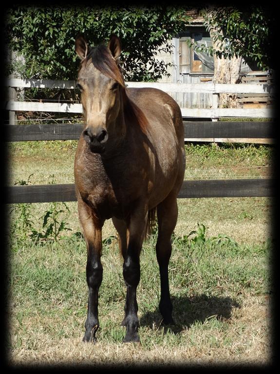 BONNIE SMART P265466 (Smart Little Lenatoo X Melodys Crystal Country Jam) Macho Baio 29/09/2016 Seu