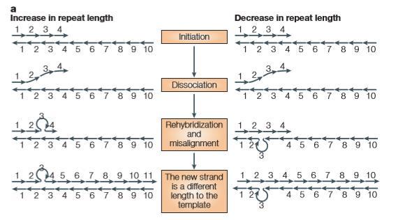 15 STEPWISE MUTATION e MECANISMO DE MUTAÇÃO DNA SLIPPAGE As stepwise mutations ou mutações de passo, assim como as mutações de ponto, são geradas por eventos durante a replicação do DNA na meiose da