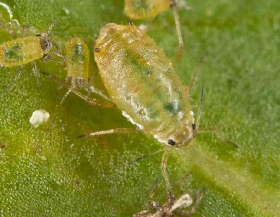 Brachycaudus helichrysi Kalt.