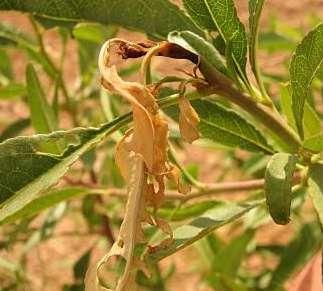 Lepidópteros Sintomatologia/Estragos -Murchidão doslançamentos.