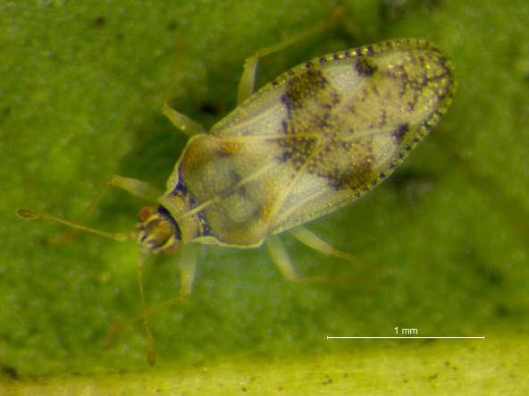 Monosteira Monosteira unicostata