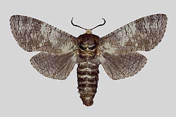 Lepidópteros Broca do tronco ou broca vermelha, Lepidoptera, Cossidae Cossus cossus L.