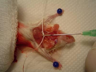 19 4.5 Lavado broncocalveolar (LBA): o LBA foi realizado através da canulação da traquéia com agulha de ponta romba, após anestesia com xilazina e cetamina intraperitoneal.