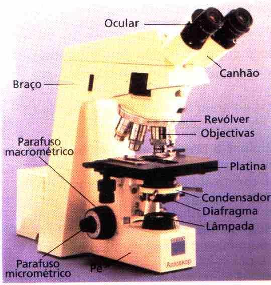 ESTRUTURA DO MICROSCÓPIO ÓPTICO Lembre-se que o microscópio utilizado em nosso laboratório possui uma entrada especial para uma câmera de vídeo.