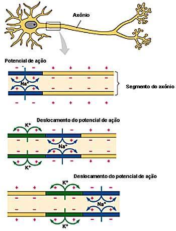 Resumo 1) Estímulo. 2) Potencial de ação (despolarização).