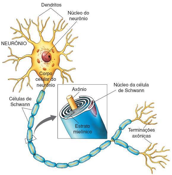 celular (centro metabólico); Axônio (conduz impulsos nervosos).
