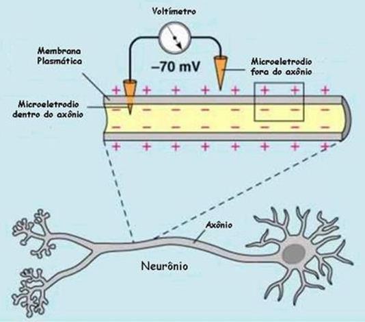 externa (positiva); Isso se deve a bomba de sódio e potássio que bombeia