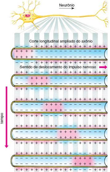 um impulso nervoso que percorre