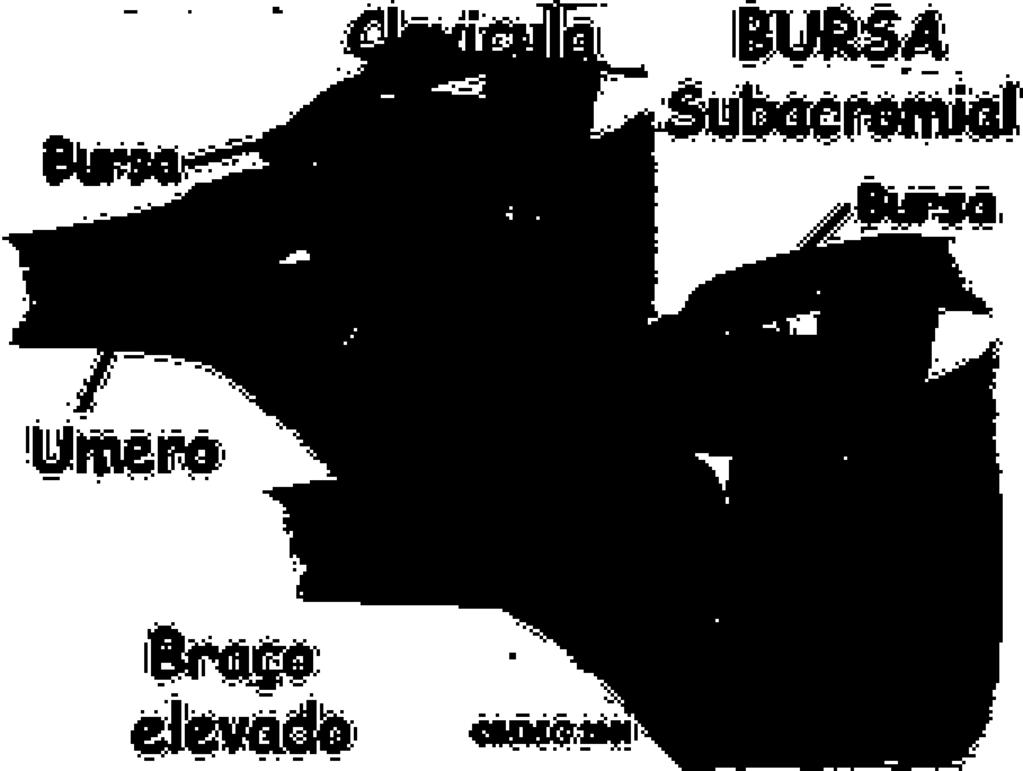 adução e abdução na horizontal e rotação interna e externa.