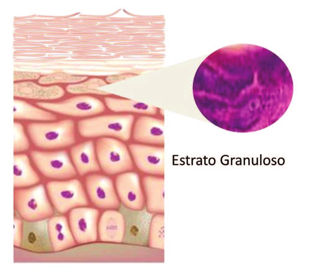 Estas células produzem grânulos de queratina e grânulos de