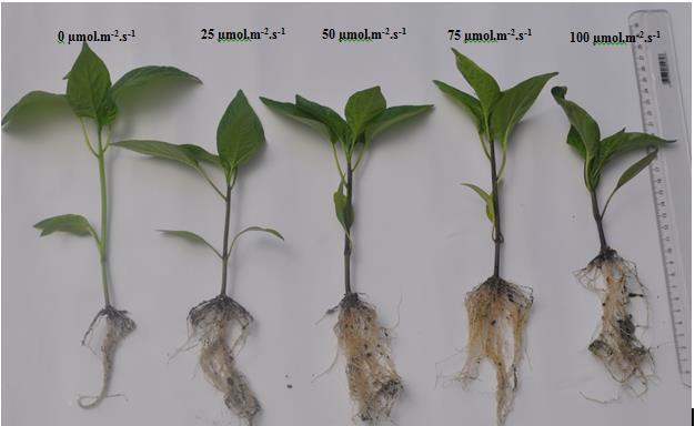 SANTOS, MR; SEDYYAMA, MAN; SALGADO, LT; VIDIGAL, SM; REIGADO, FR. 2010. Produção de mudas de pimentão em substrato à base de vermicomposto. Bioscience Journal, 26: 572-578. Tabela 1.