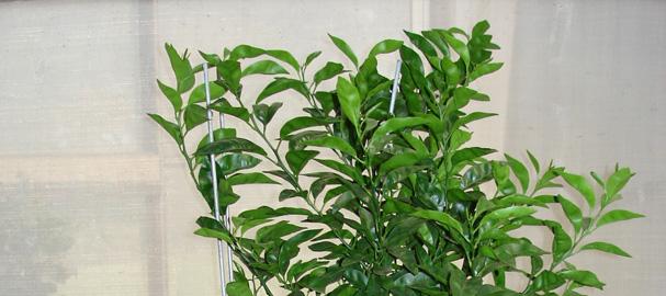 L = Ladder 1 kb, c) Morfologia foliar: tangelo Page (esquerda), planta regenerada Page + Lau