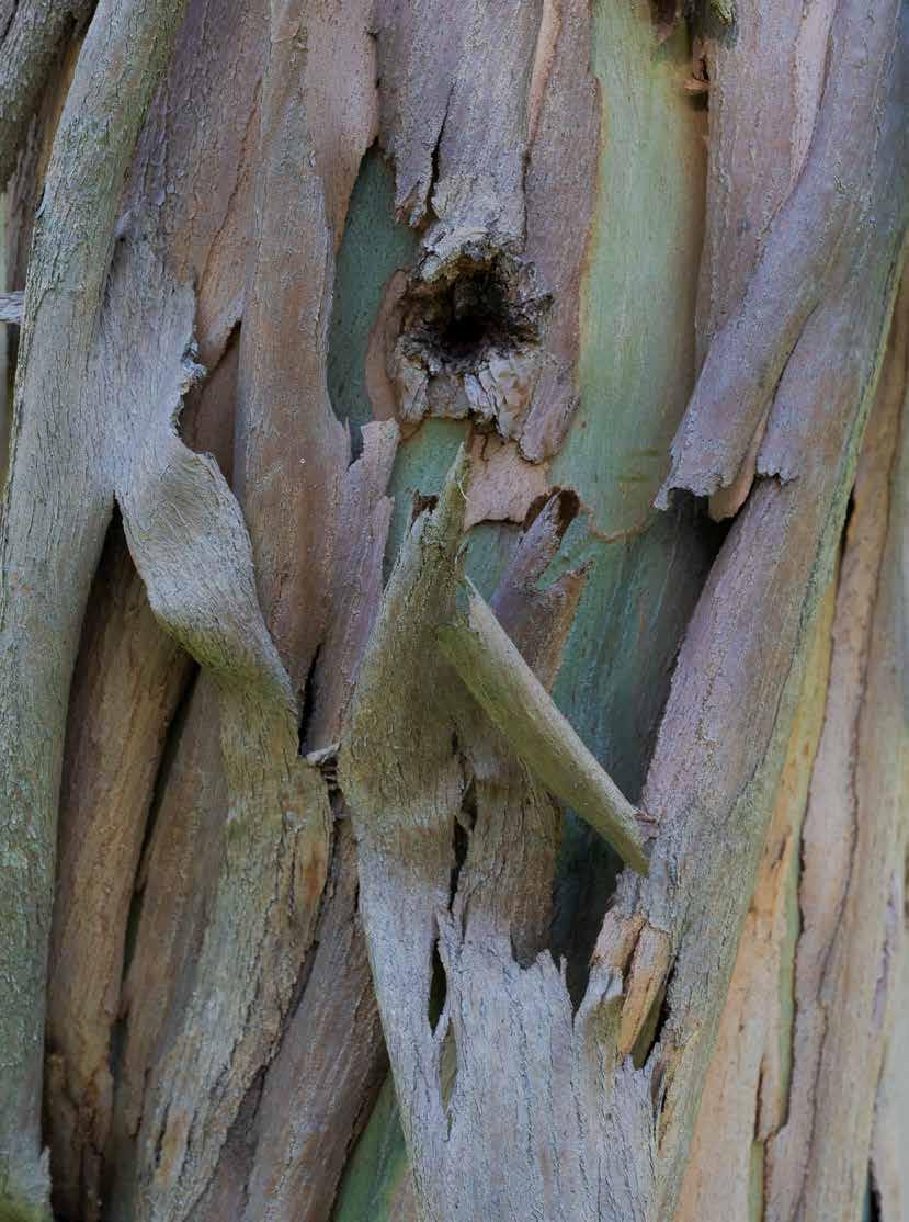 Casca de Eucalyptus globulus